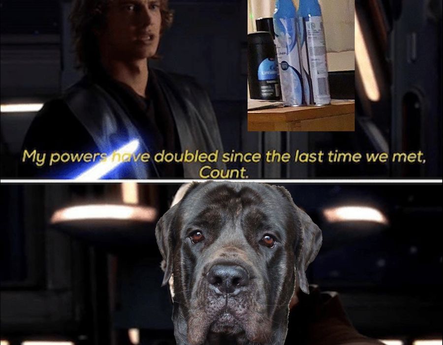 double_air_freshener.jpeg